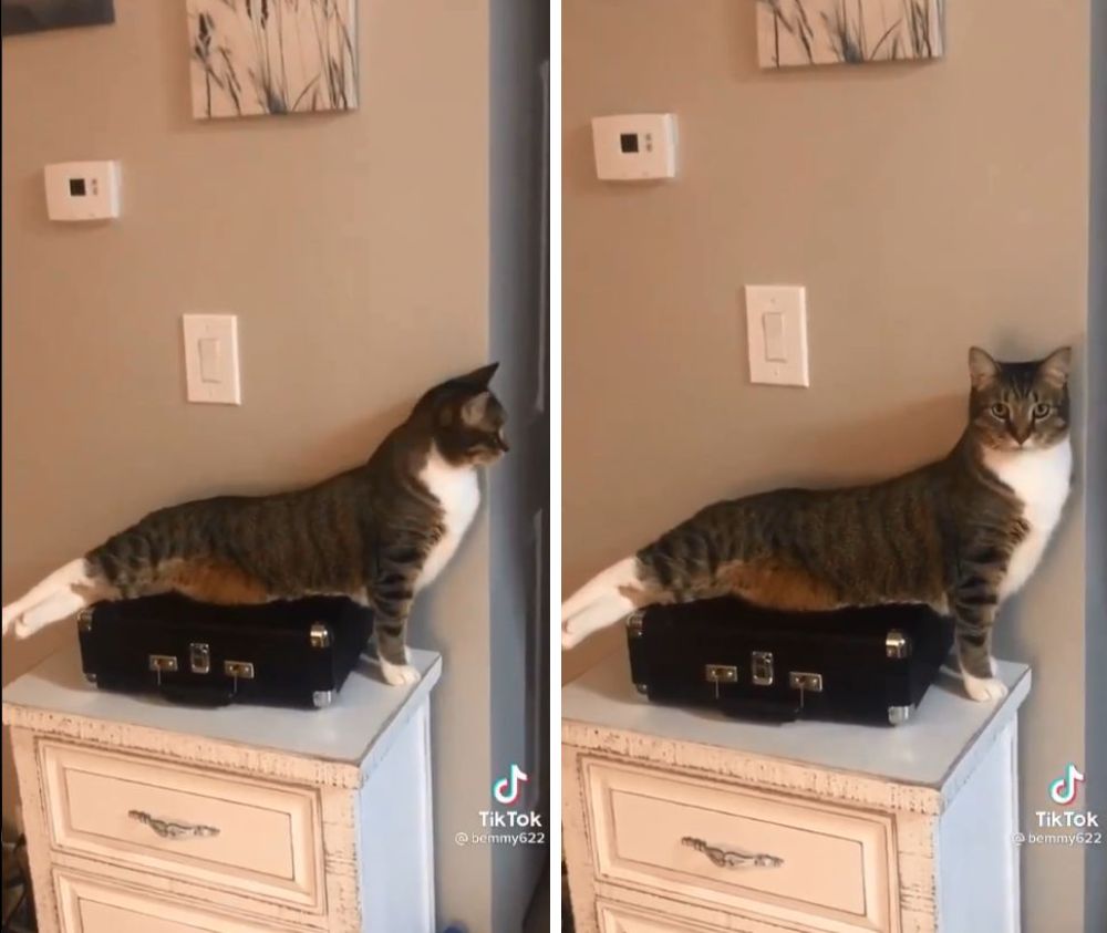 ストレッチ？筋トレ？【謎のポーズ】で固まっている猫がおもしろいと 