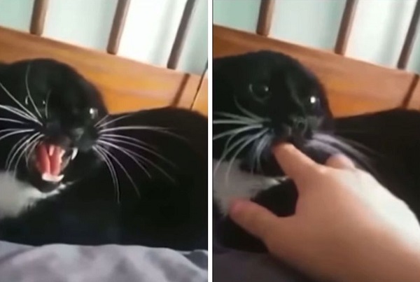 危ない 噛むと思いきや 指をカプッ とする優しい猫がかわいい もふたん