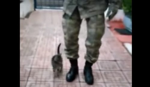 兵隊の隣に並んだ子猫