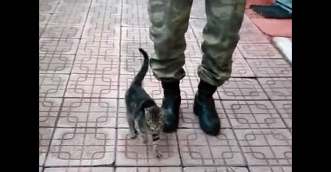 兵隊と足踏みする猫