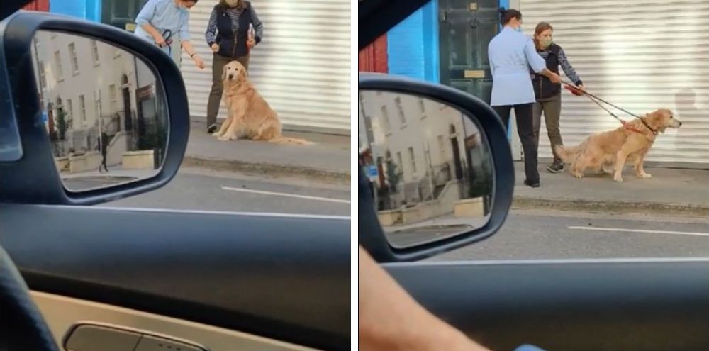 絶対やだ 病院に行くのを 全力で拒む犬 がかわいいと話題に もふたん