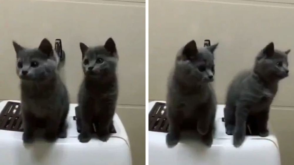 ユニークで可愛い 仲良し子猫の動きがシンクロする瞬間 もふたん