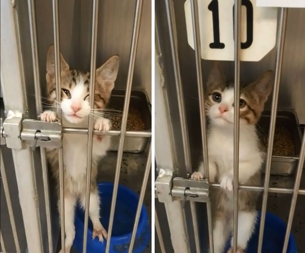 ボクを連れて帰って 大声で助けを求めた子猫は自力で幸せを掴む もふたん