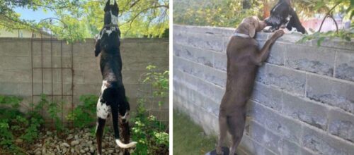 シュール ペンギンのコスプレをした犬3匹が対面し その服何 不思議な空気感に思わず爆笑 もふたん シュール ペンギンのコスプレをした犬3匹が対面し その服何 不思議な空気感に思わず爆笑 もふたん