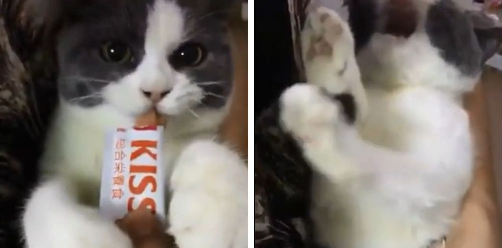 おやつくれよ おやつの欲しがり方が半端ない猫さんに 腹筋崩壊 もふたん